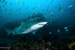 Big Mumma grey nurse shark. Very full, or very pregnant? by Brian Pool 